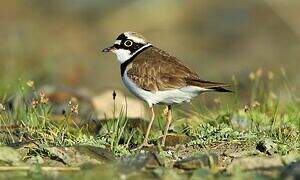 Little Ringed Plover