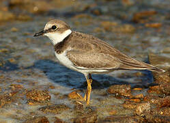 Little Ringed Plover