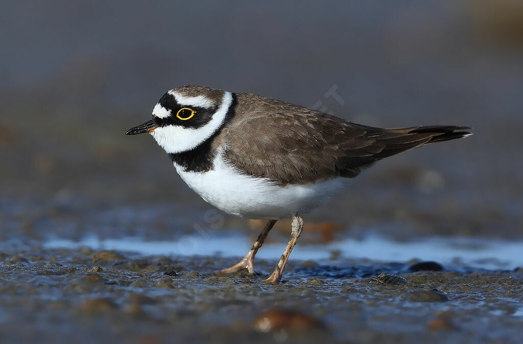 Little Ringed Plover