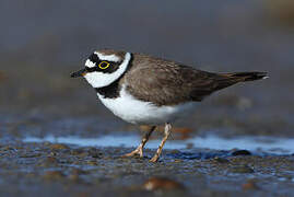 Little Ringed Plover