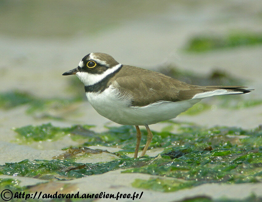 Little Ringed Plover