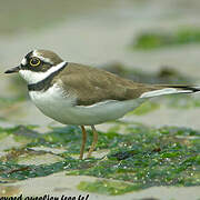 Little Ringed Plover