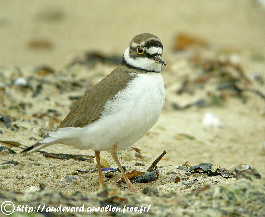 Little Ringed Plover