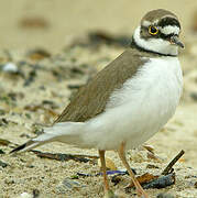 Little Ringed Plover