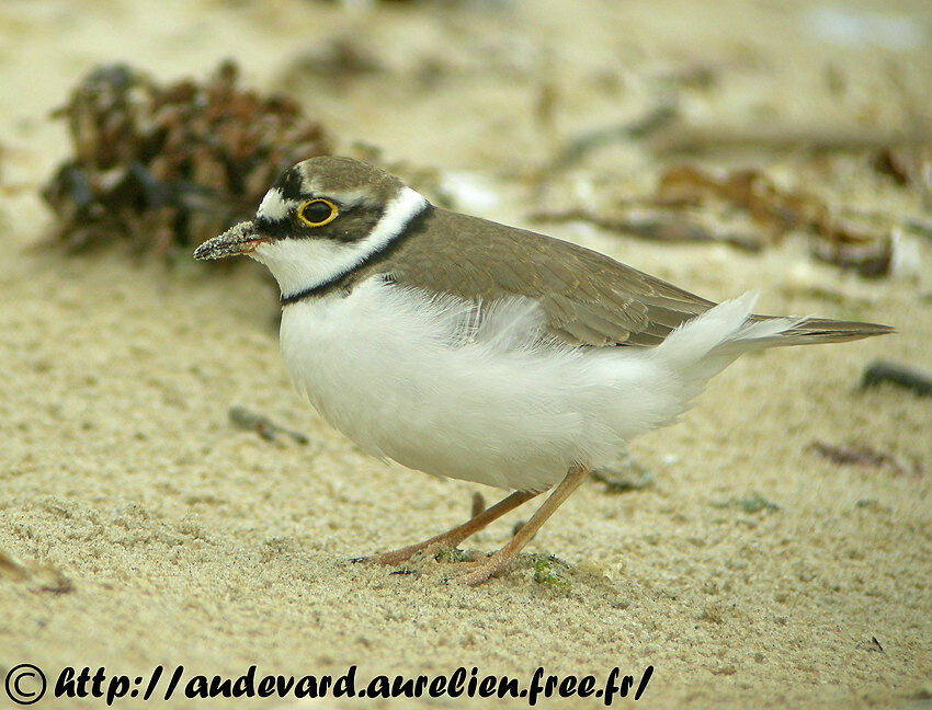 Little Ringed Plover