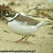 Little Ringed Plover