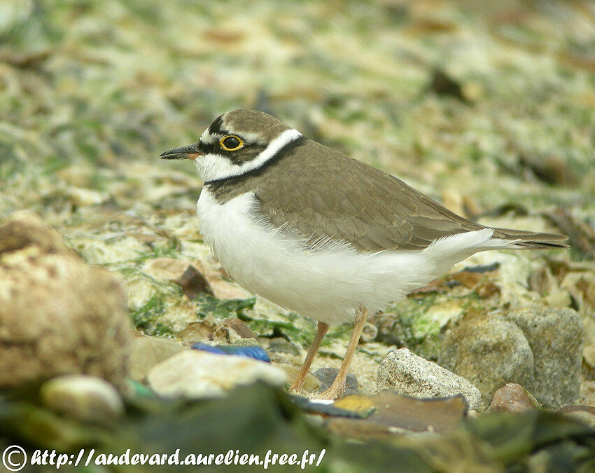 Little Ringed Ploveradult breeding