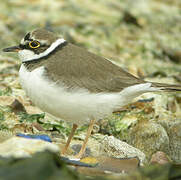 Little Ringed Plover