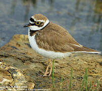 Little Ringed Plover