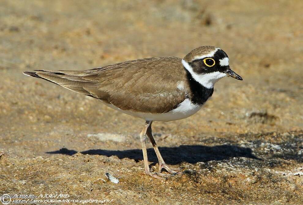 Little Ringed Plover female adult breeding, identification