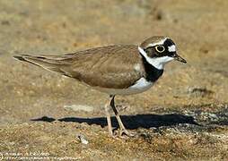 Little Ringed Plover