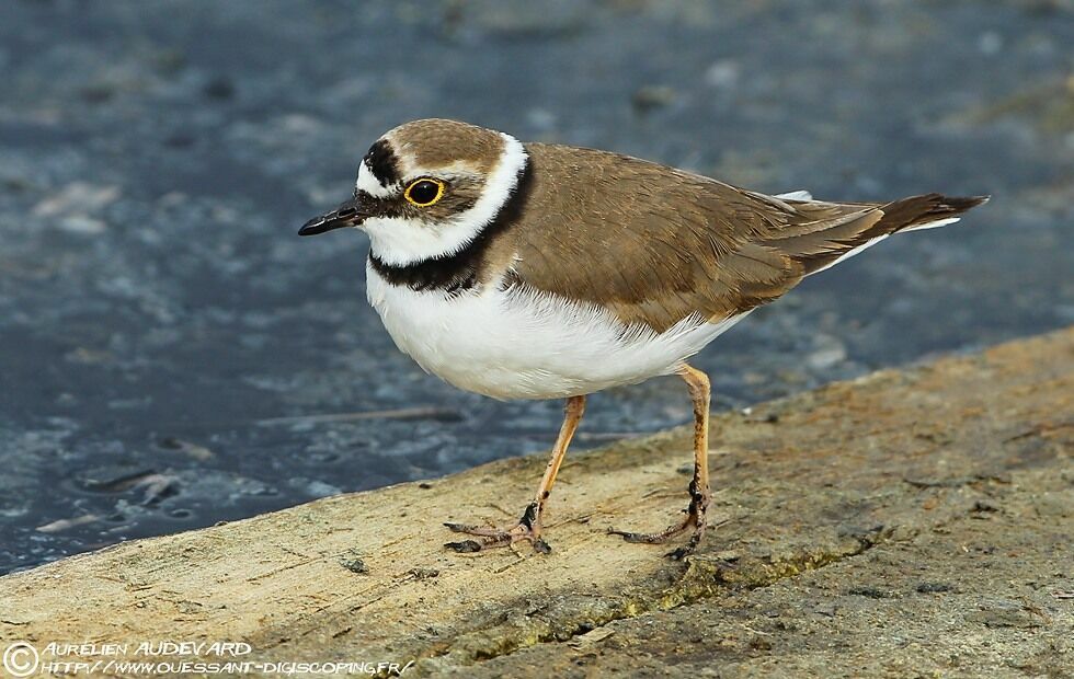 Little Ringed Plover