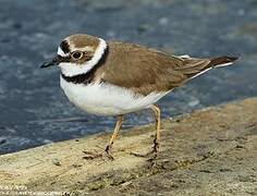 Little Ringed Plover