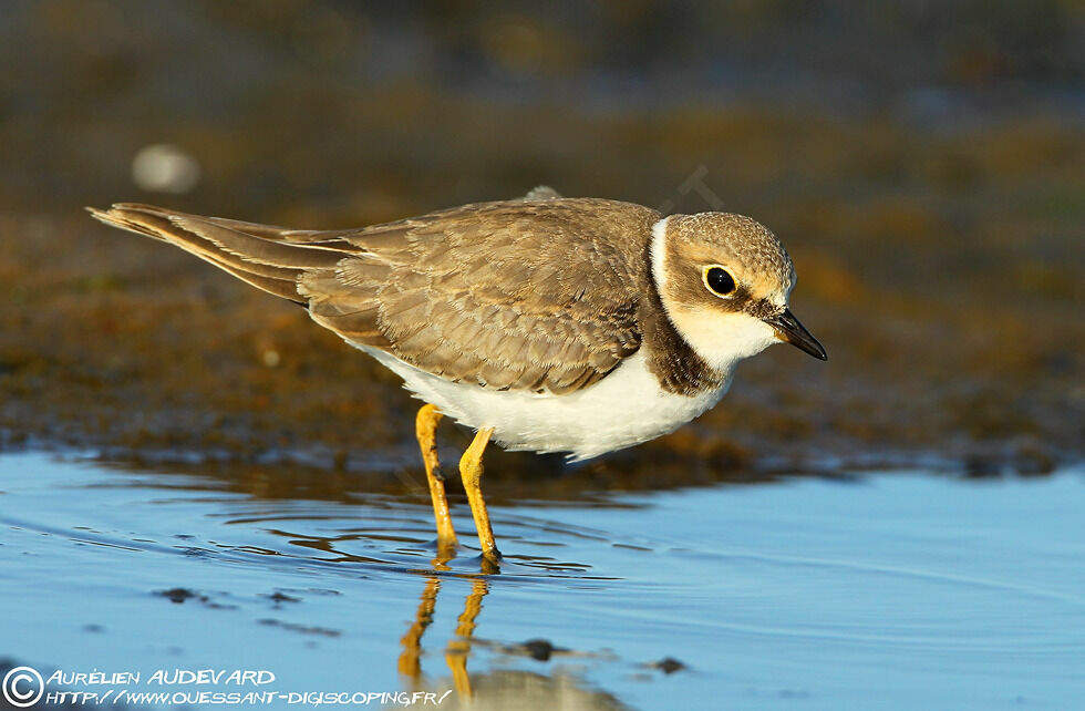 Little Ringed Ploverjuvenile