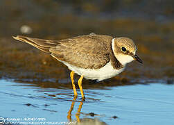 Little Ringed Plover