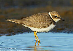 Little Ringed Plover