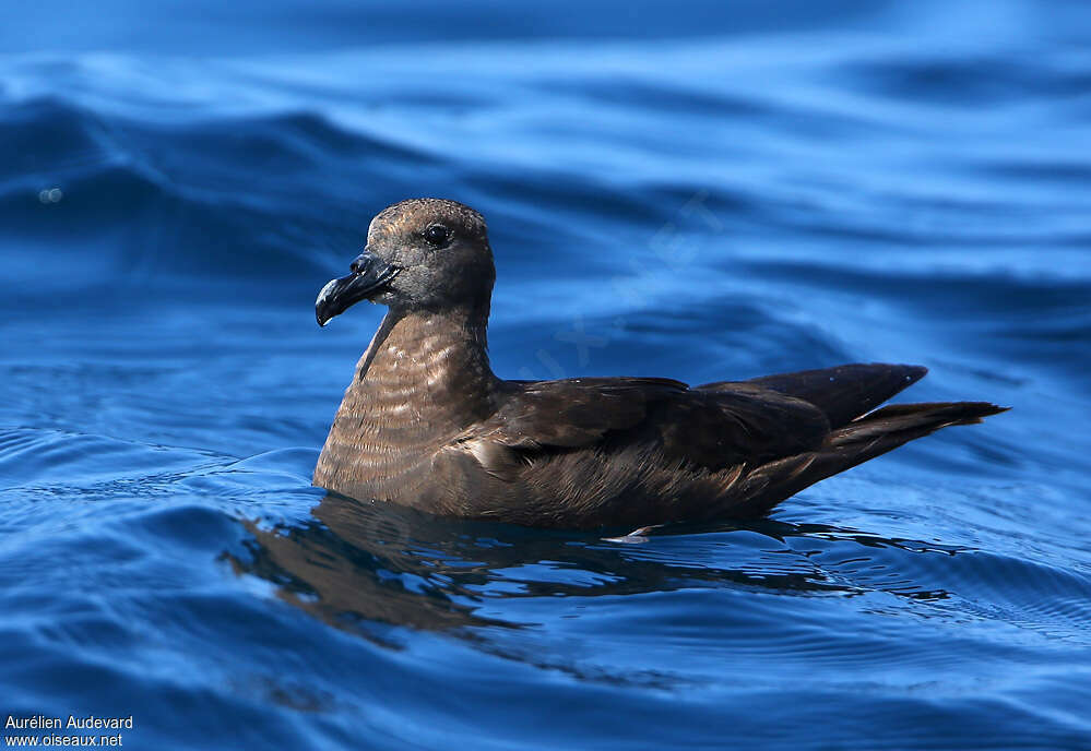 Pétrel de Jouanin, identification