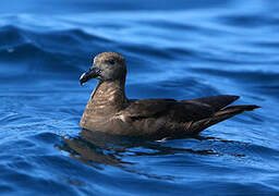 Jouanin's Petrel