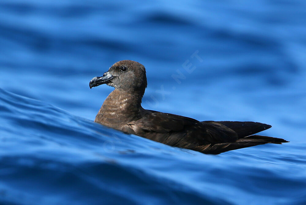 Jouanin's Petrel, identification