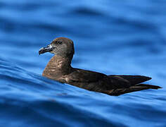 Jouanin's Petrel