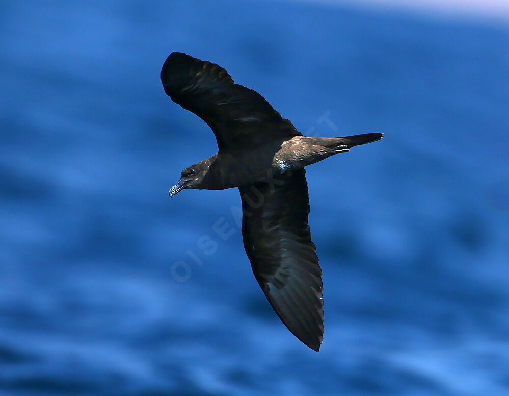 Jouanin's Petreladult, Flight