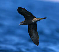 Jouanin's Petrel