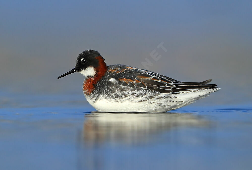 Red-necked Phalarope female adult breeding, identification