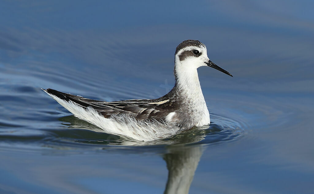 Phalarope à bec étroit1ère année, identification