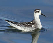 Phalarope à bec étroit