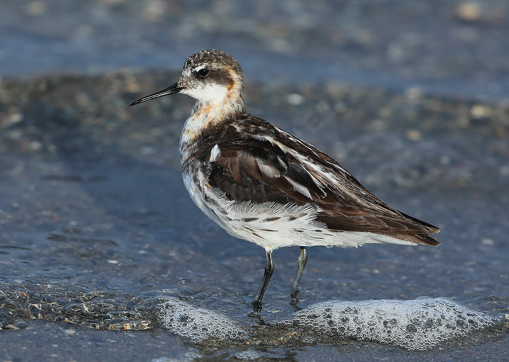 Phalarope à bec étroitadulte transition, identification