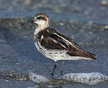 Red-necked Phalarope