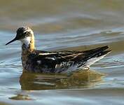 Phalarope à bec étroit