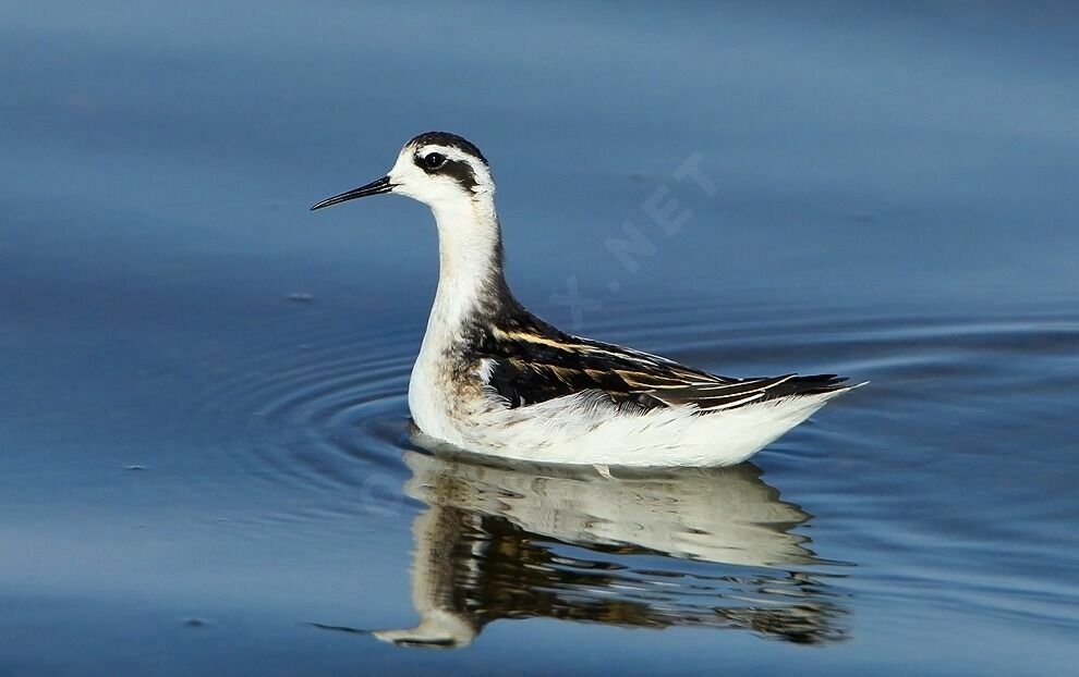 Phalarope à bec étroit1ère année