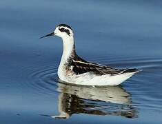 Phalarope à bec étroit