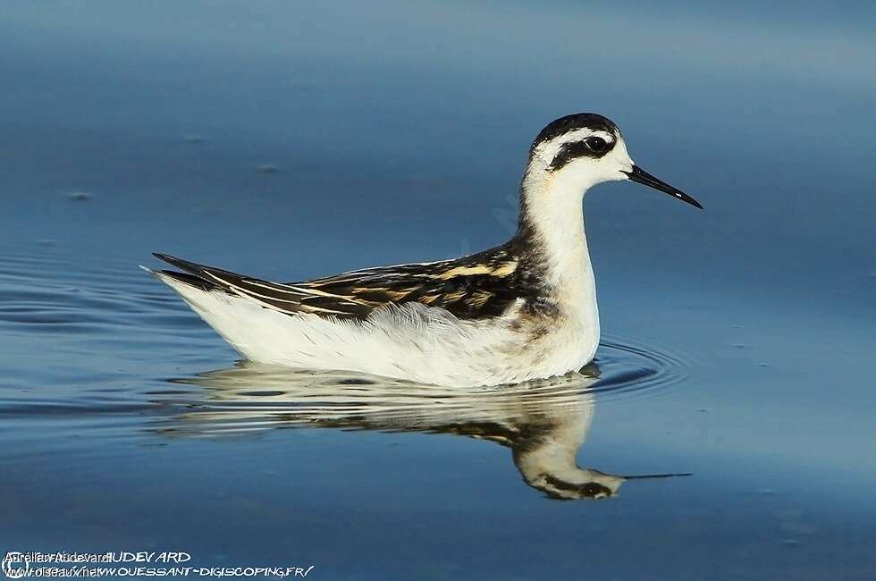 Phalarope à bec étroit1ère année, identification