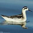 Phalarope à bec étroit