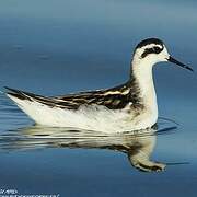 Phalarope à bec étroit