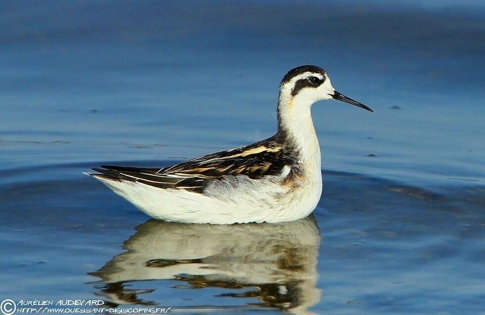 Red-necked PhalaropeFirst year