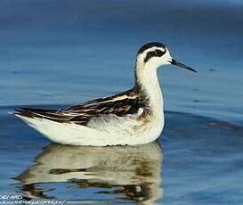 Phalarope à bec étroit