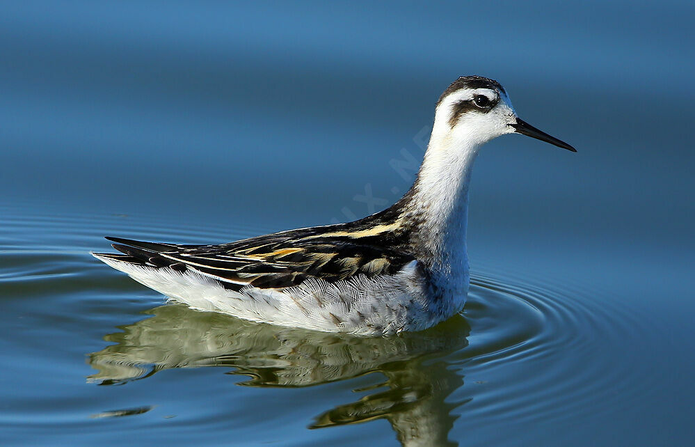 Red-necked Phalarope