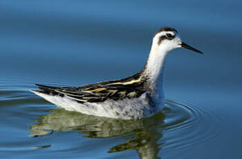 Phalarope à bec étroit