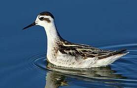 Red-necked Phalarope