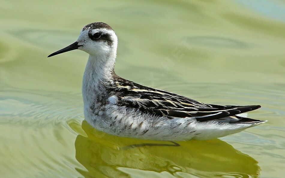 Phalarope à bec étroit1ère année