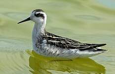 Phalarope à bec étroit