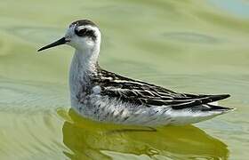 Red-necked Phalarope