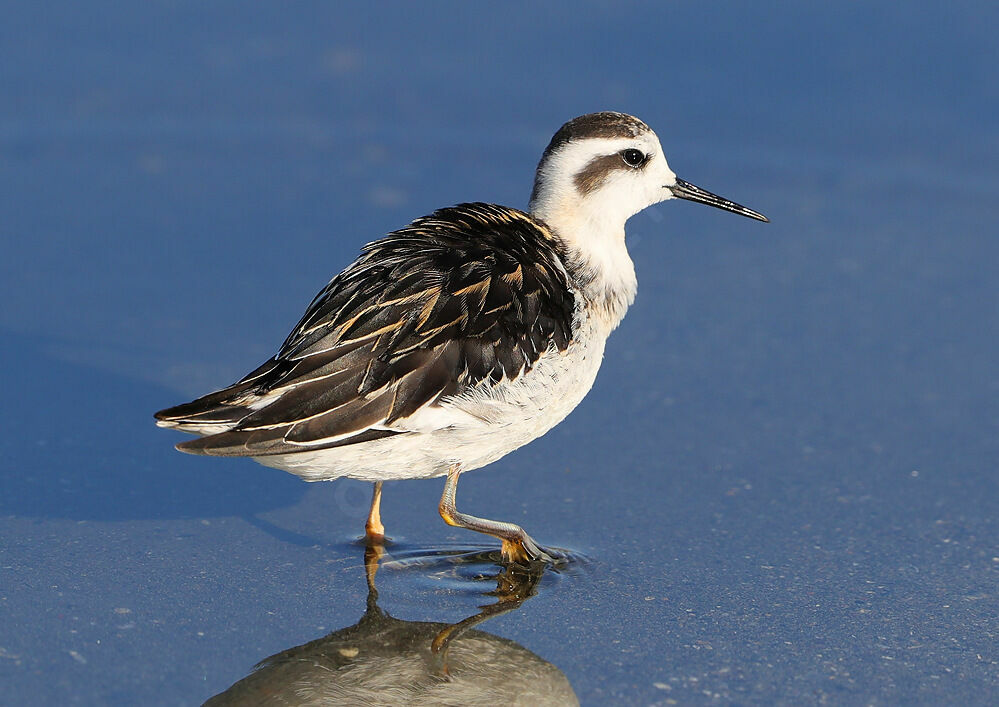 Phalarope à bec étroit1ère année, identification