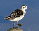 Phalarope à bec étroit