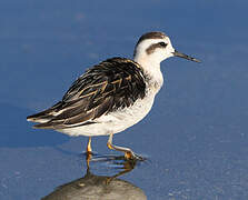 Red-necked Phalarope