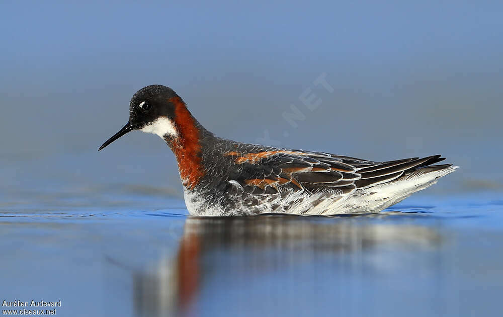 Phalarope à bec étroit femelle adulte nuptial, identification