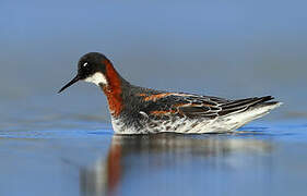 Phalarope à bec étroit